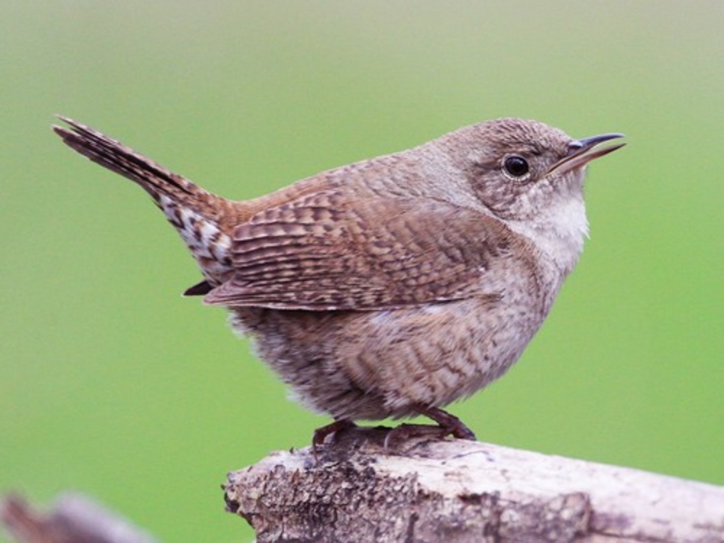 <p>Passeriformes Troglodytidae</p>