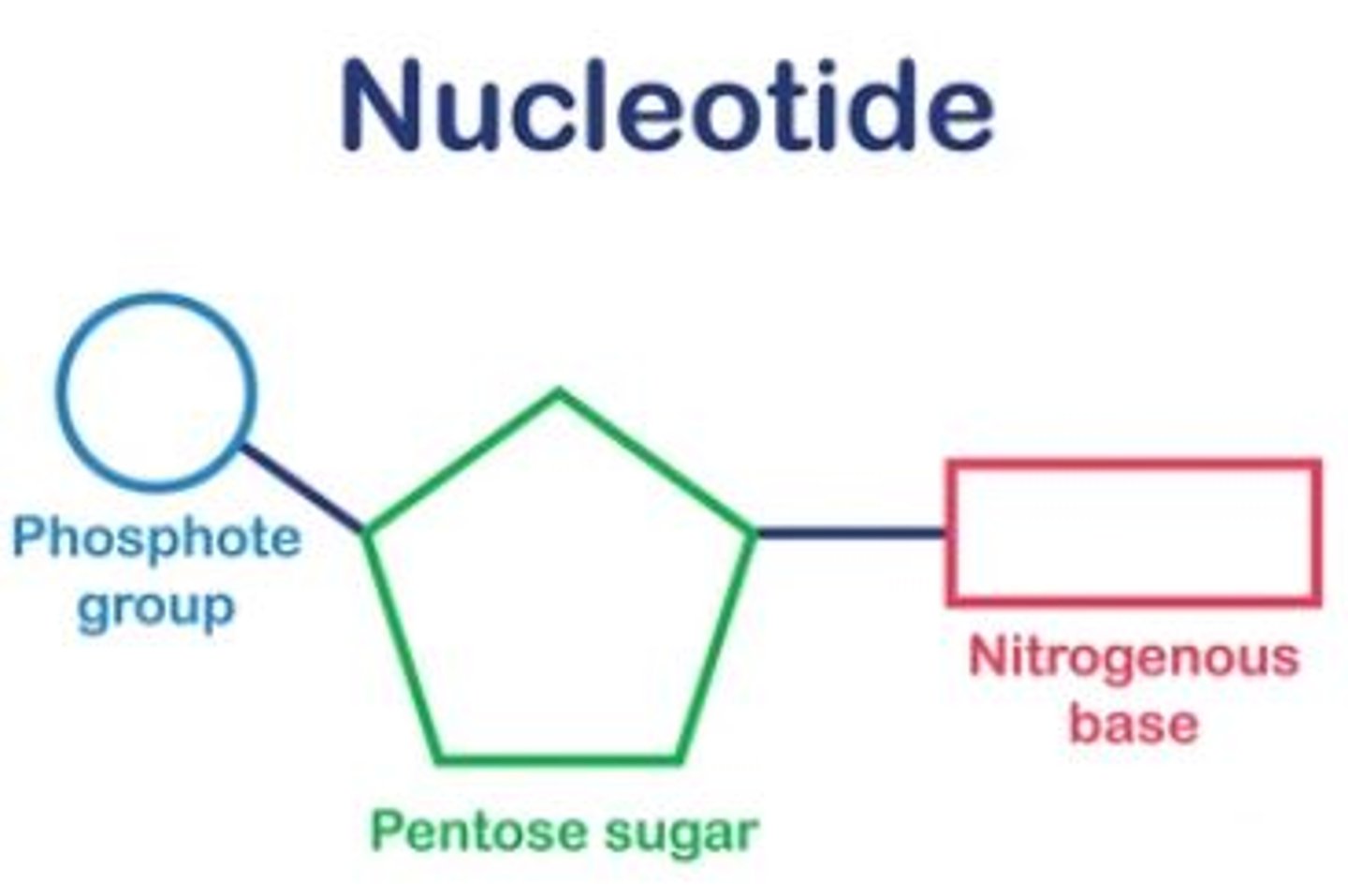 <p>- A deoxyribose sugar.</p><p>- A phosphate group.</p><p>- One of four organic bases: adenine, cytosine, guanine, or thymine.</p>
