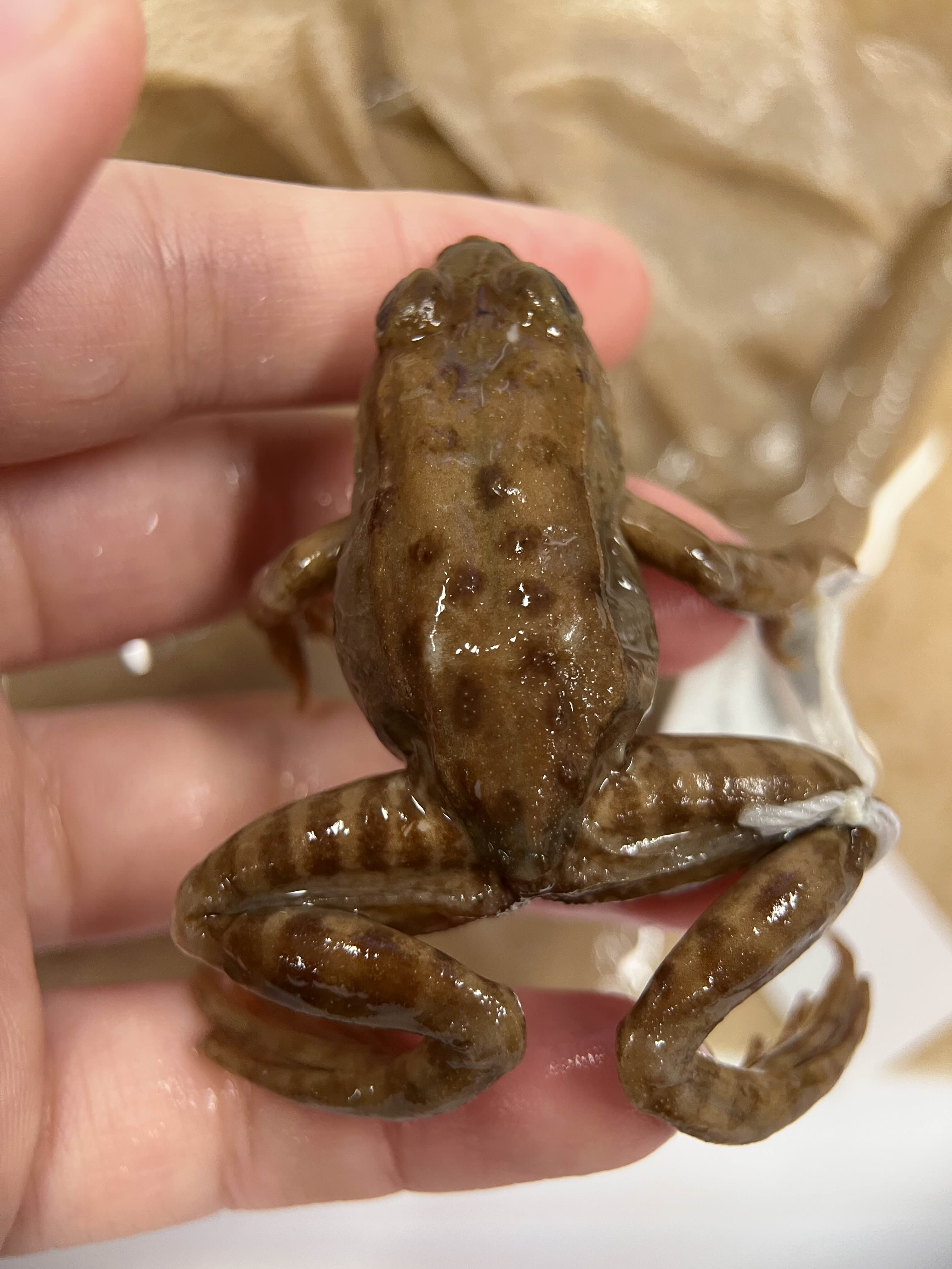<p>Family + species?</p><ul><li><p>Dorsolateral fold</p></li><li><p><strong>striped legs</strong></p></li><li><p><strong>spotted dorsal</strong></p></li><li><p>California widespread</p></li><li><p>Threatened (ESA)</p></li></ul><p></p>