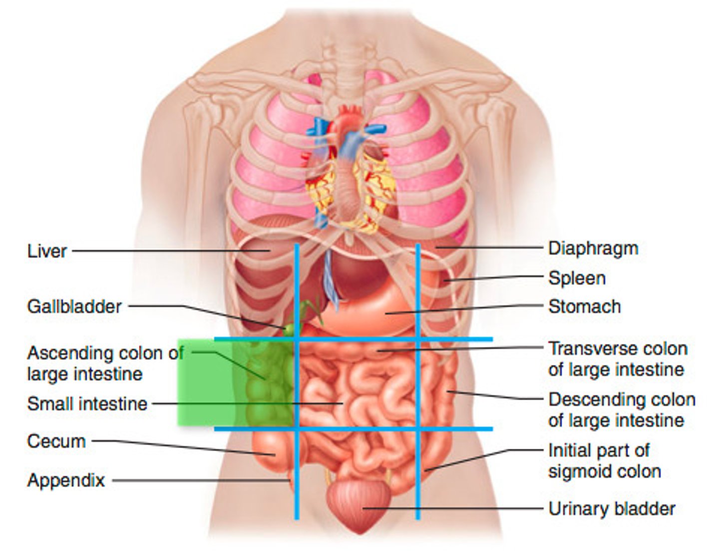 <p>Gallbladder, liver, right colon</p>