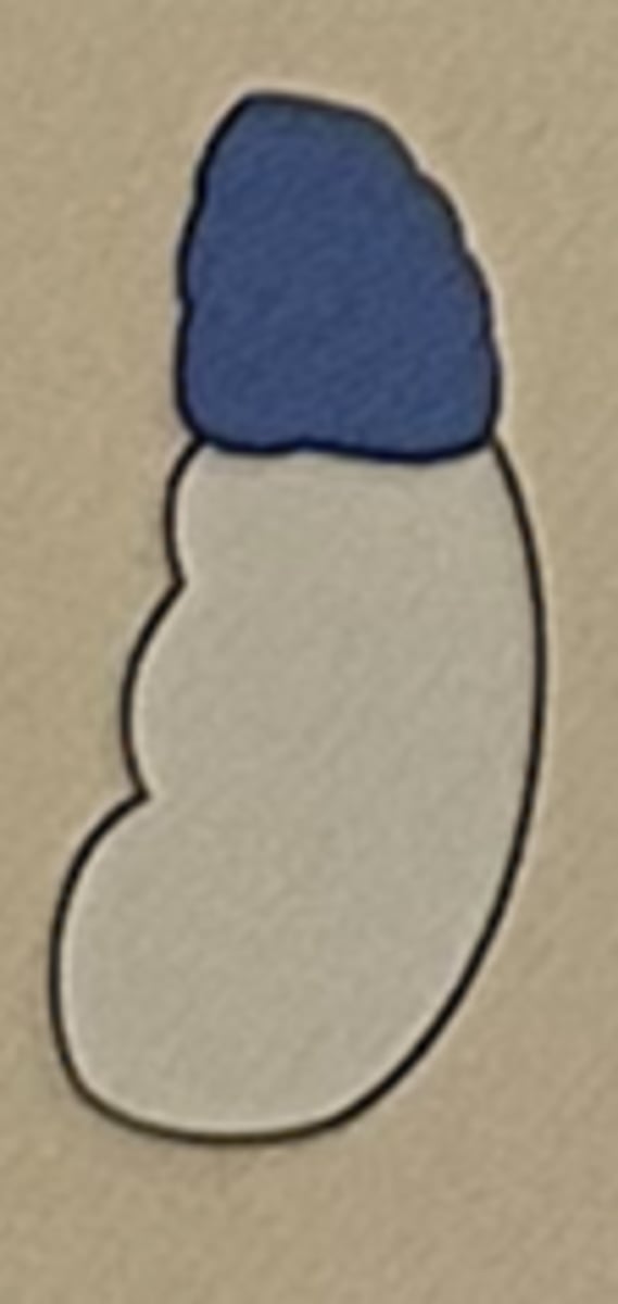 <p>Adrenal glands (supraenal glands)</p>