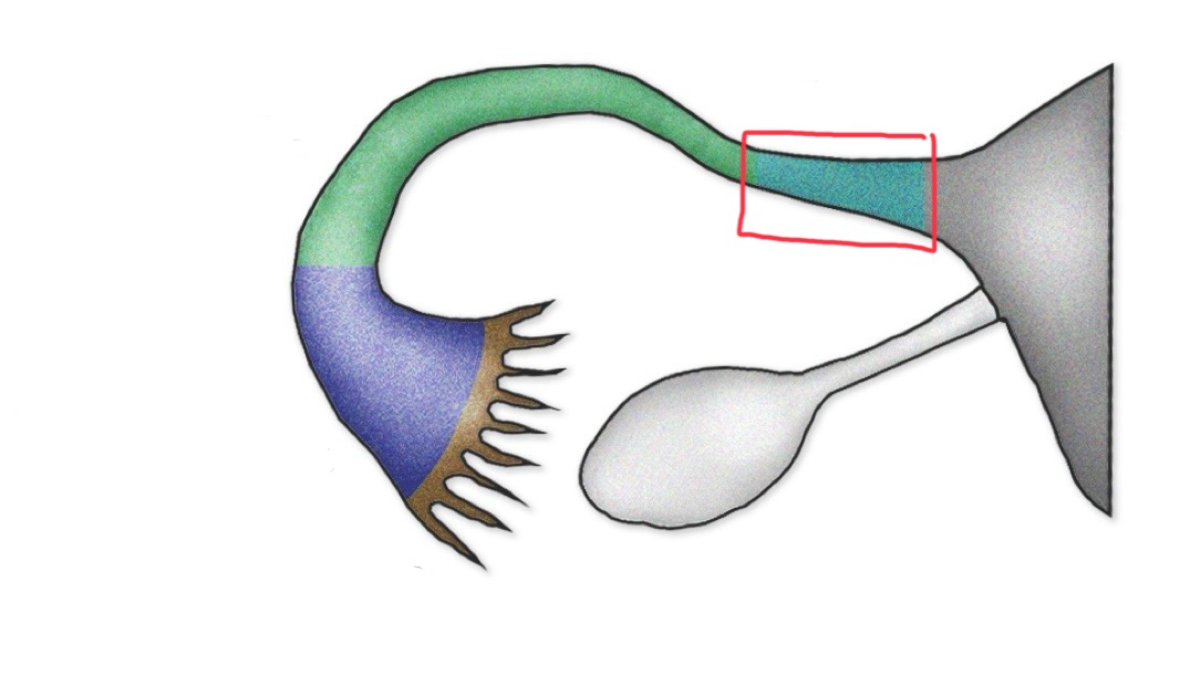 <p>What is this section of the uterine tube called?</p>
