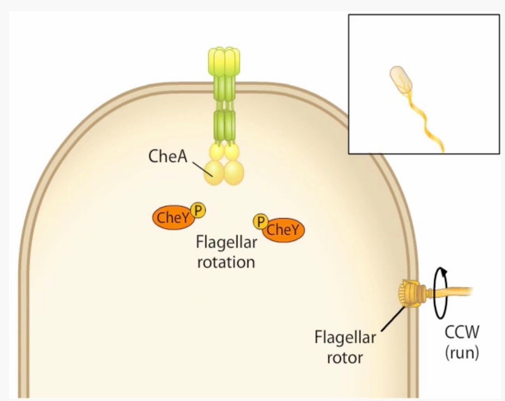 <p>What key protein for signal recognition/chemotaxis is this?</p><p>-Histidine Kinase <strong>(HK)</strong></p><p>-Associates with a number of <strong>MCPs </strong>via <strong>CheW adaptor protein</strong></p><p>-Phosphorylates <strong>CheB methylesterase </strong>and <strong>CheY</strong></p><p>-Switches from <strong>CCW </strong>→ <strong>CW </strong>rotation</p>