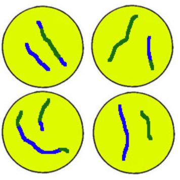 <ul><li><p>once split chromosomes unravel to chromatin</p></li><li><p>spindles shorten into centrioles</p></li><li><p>nucleolus + nuclear envelope reforms</p><ul><li><p>(cell wall pinches → cytokinesis)</p></li></ul></li></ul><p></p>