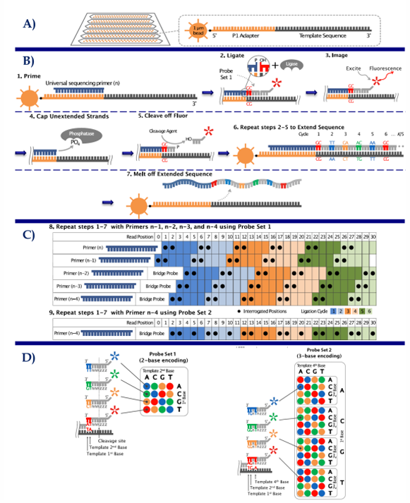 <ol><li><p>Library Construction —&gt; emPCR —&gt; DNA immobilized in glass surface </p></li><li><p>Sequencing = five universal sequencing primers (with 2 interrogative bases) —&gt; ligate —&gt; fluorescent probes = repeated in n-1, n-2, n-3, &amp; n-4</p></li><li><p>Data Analysis = assemble the reads </p></li></ol><p></p>