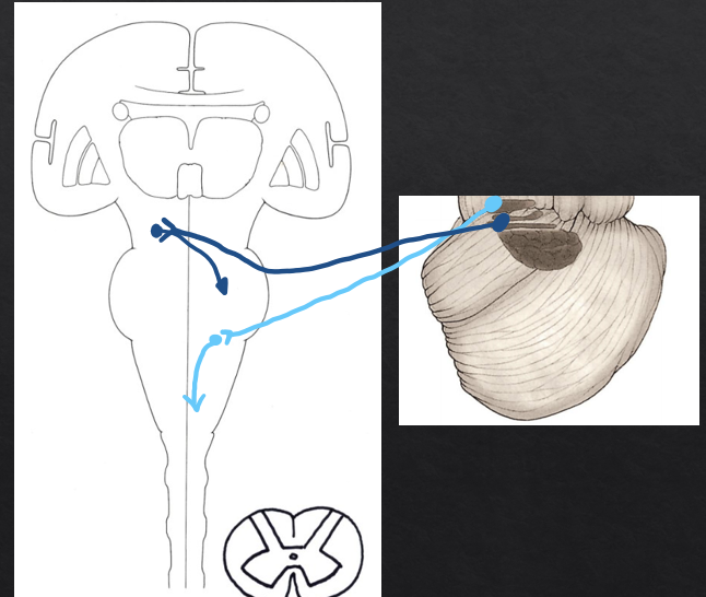 <p>(output 1) Fastigial nucleus→ Inferior cerebellar peduncle→ vestibular nuclei</p><p>(output 2) interposed nuclei→ Superior cerebellar peduncle and decussation→ red nucleus</p>