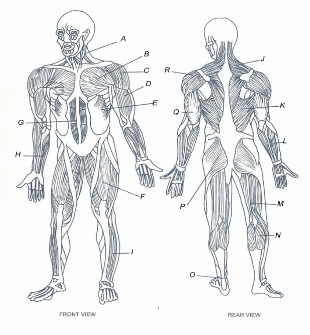 <p>name the muscles</p>