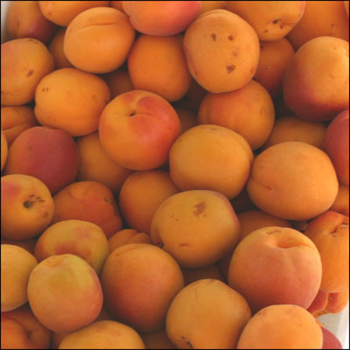 <p>apricot</p>