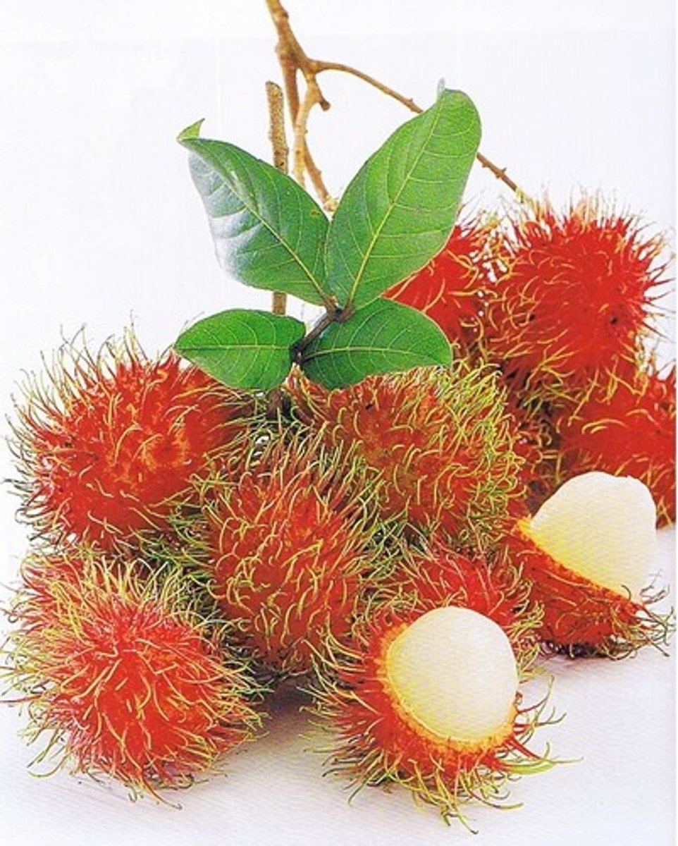 <p>(n) chôm chôm</p>