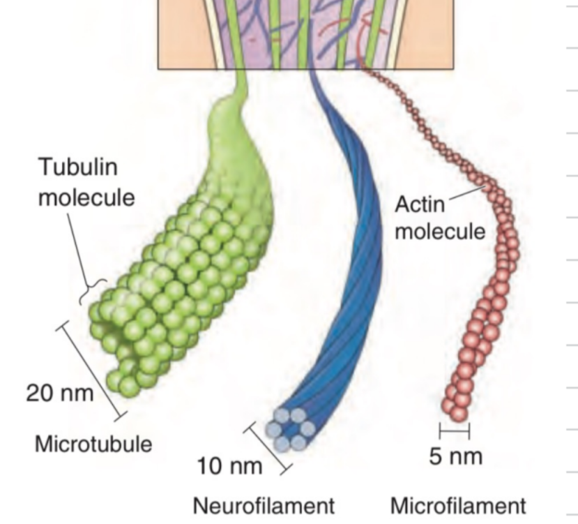 <p>part of the cytoskeleton </p><ul><li><p>Tubulin proteins</p></li><li><p>20 nm (BIG)</p></li><li><p>run along neurites (dendrites or axons)</p></li><li><p>constantly being built/broken down by MAPs (microtubule-associated proteins)</p></li><li><p>cell division</p></li></ul>