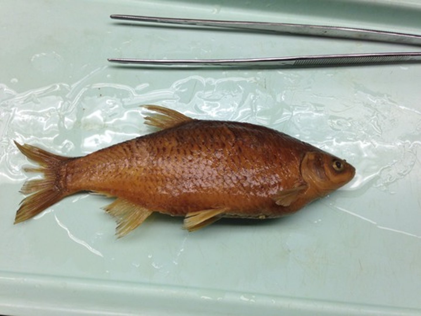 <p>Golden shiner</p><p>-fleshy Keel running from pelvic to anal fin</p><p>-decurved lateral line: curves into belly</p>