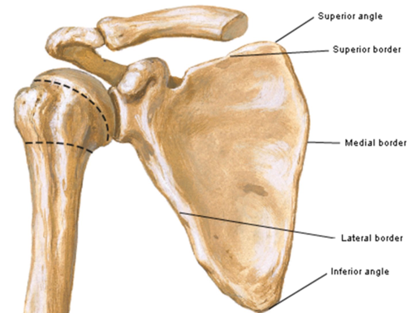 <p>near the humerus</p>