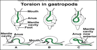 <p>Animals in Class Gastropoda undergo developmental process called torsion where the body plan is twisted. What body plan does this result for Class Gastropoda? (Phylum Mollusca)</p>