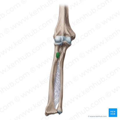 <p>name this bone or bone marking</p>