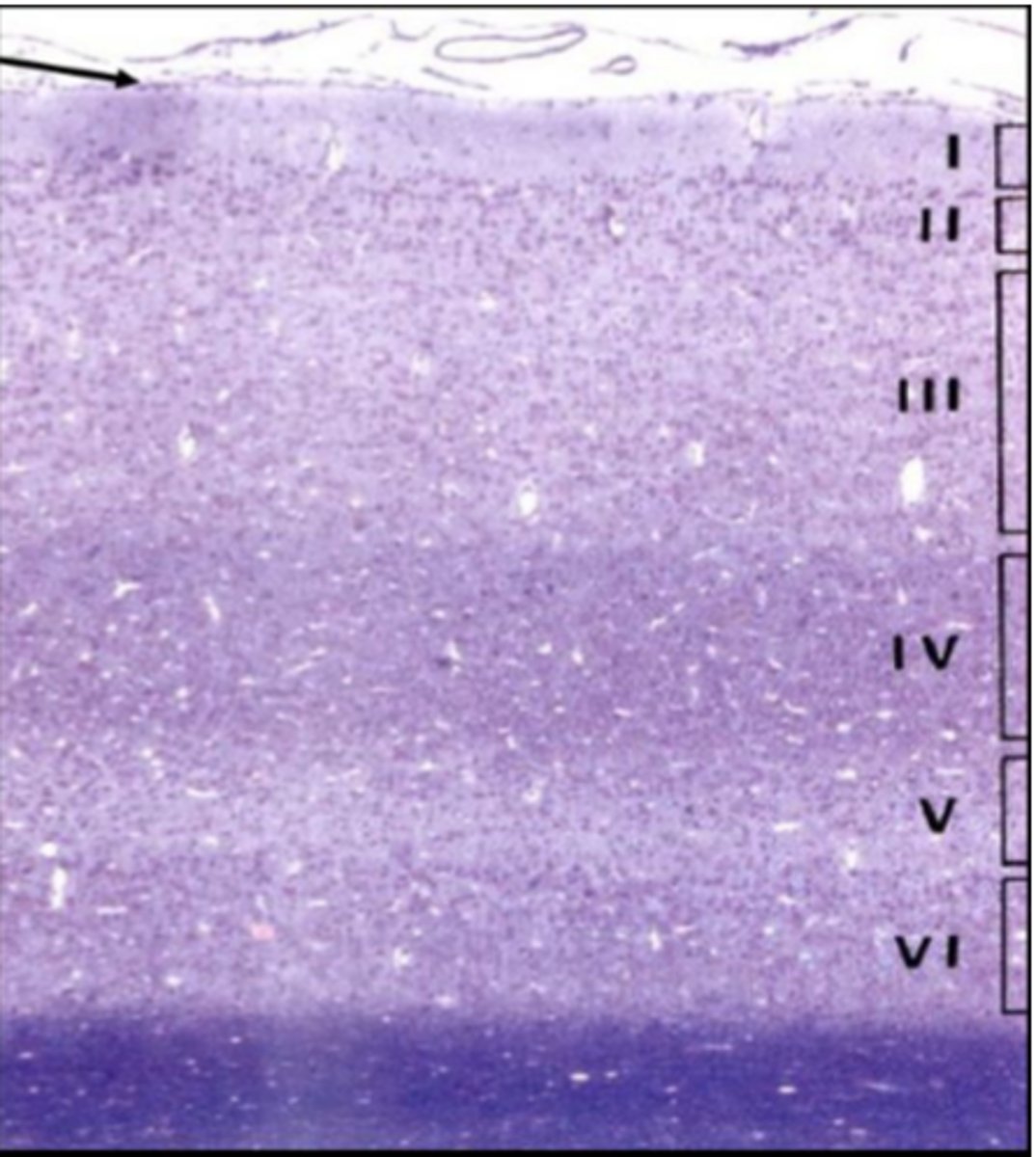 <p>Identify the region of the organ</p>