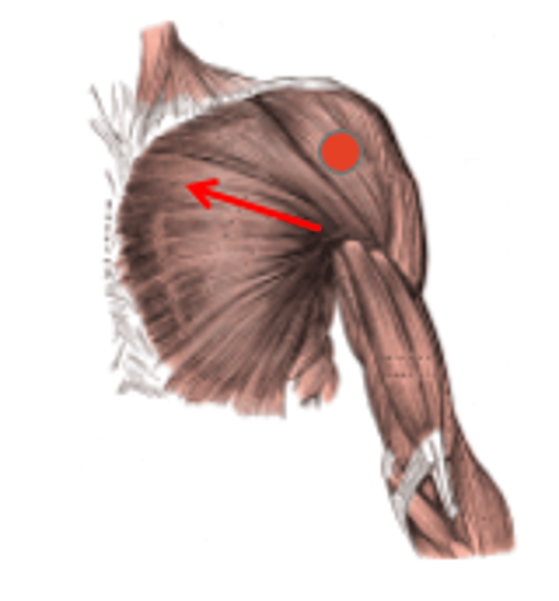 <p>If line of action of muscle passes inferiorly to sagittal or A/P axis (thick line going front/back), muscle will ________</p>