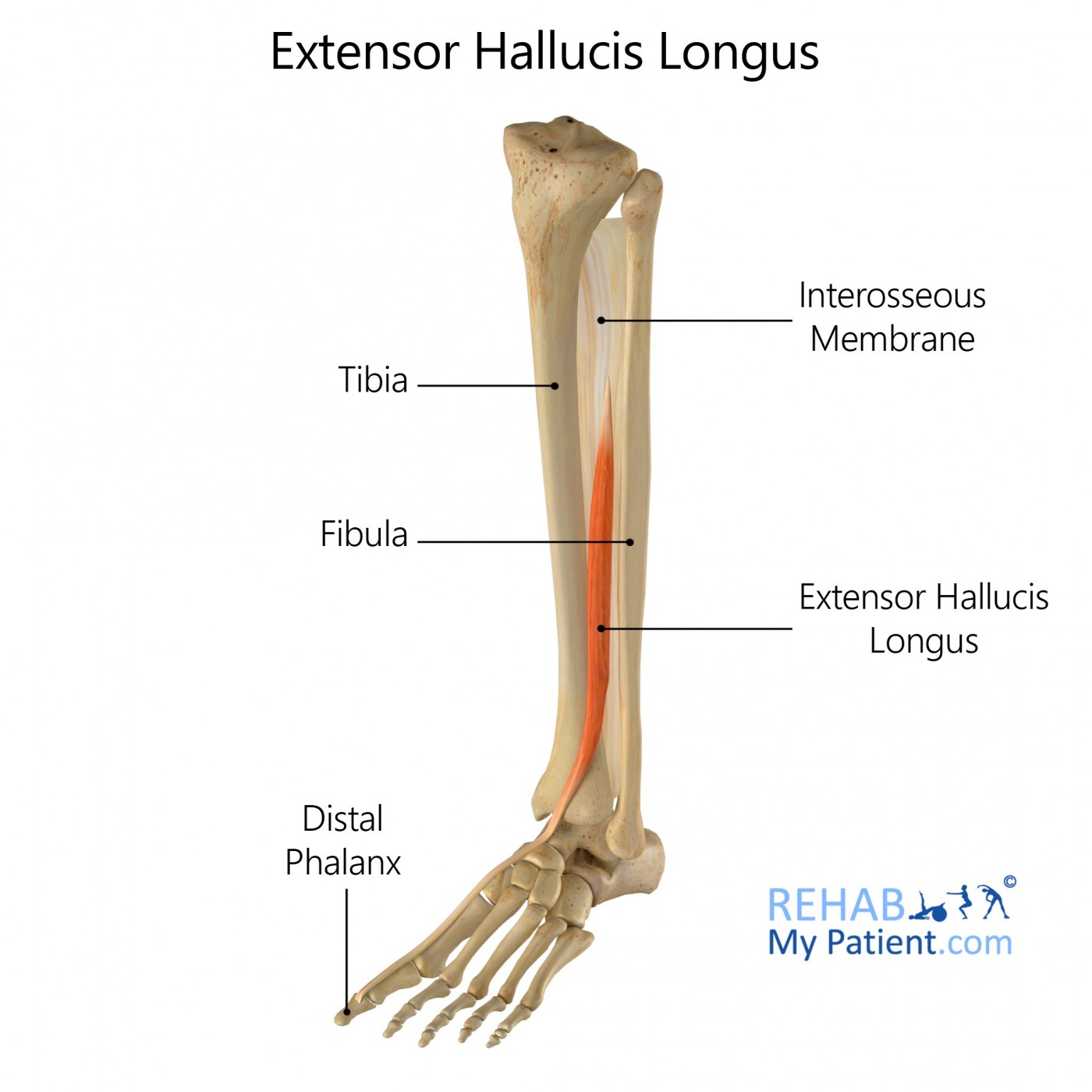 <p>Extensor Hallucis Longus Origin</p>