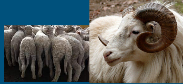 <ul><li><p>Tails point down </p></li><li><p>have wool or hair </p></li><li><p>spiral horns </p></li><li><p>many are naturally polled - male and females </p></li><li><p>Gregarious - strong flocking instinct </p></li><li><p>scent glands on face and interdigitally </p></li><li><p>Grazers </p></li></ul>