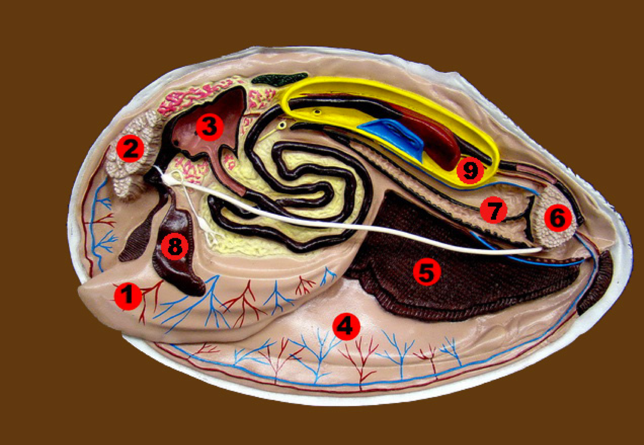<p><strong>What structure is represented by the number “9” on the clam model?</strong></p>