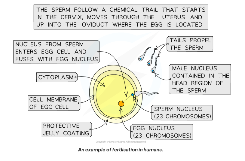 <p>The fusion of&nbsp;<span><span>a male (sperm) and female (ovum) gamete to produce a zygote (fertilised egg cell).&nbsp;</span></span></p>