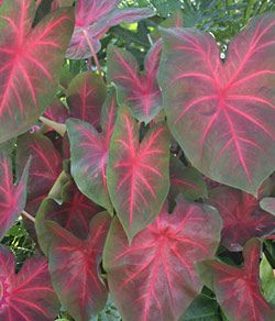 <p>Caladium</p>