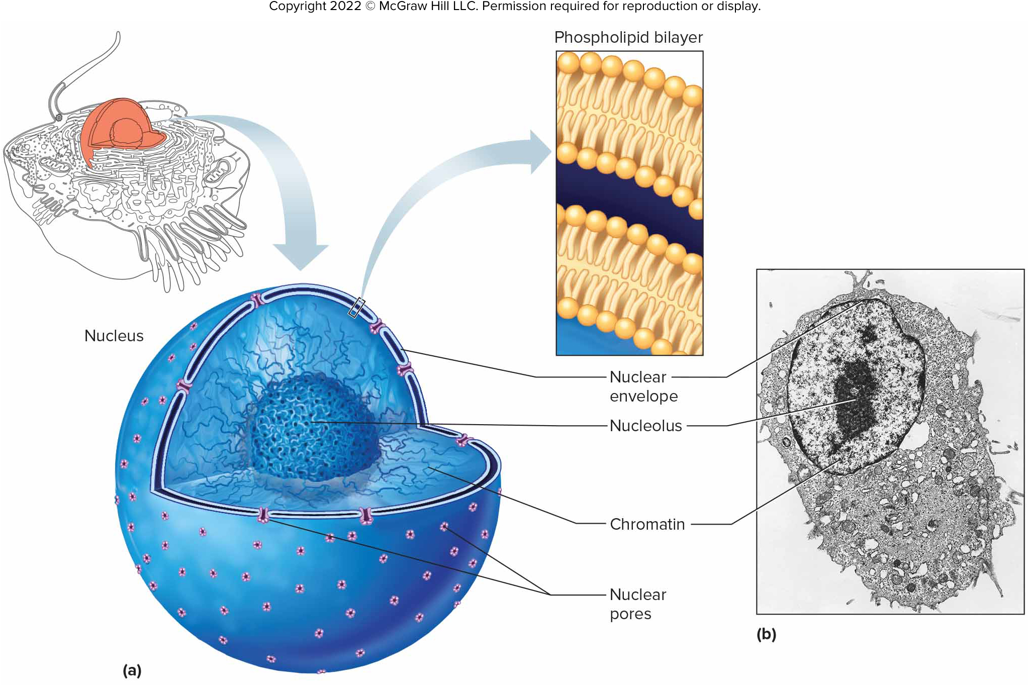 <p>Nucleus</p>