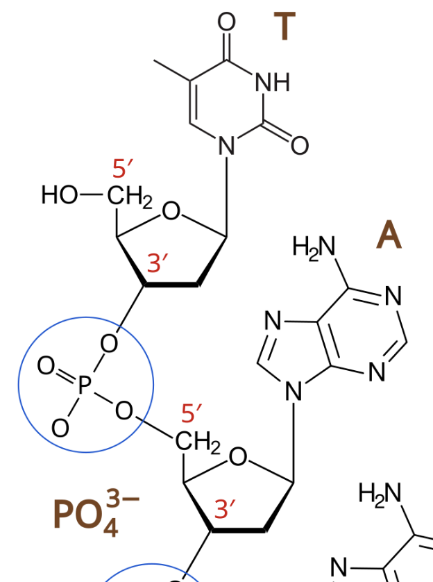 <p>covalent bond between nucleotide 1’s #3 carbon and nucleotide 2’s #5 carbon of each’s pentose sugar</p>