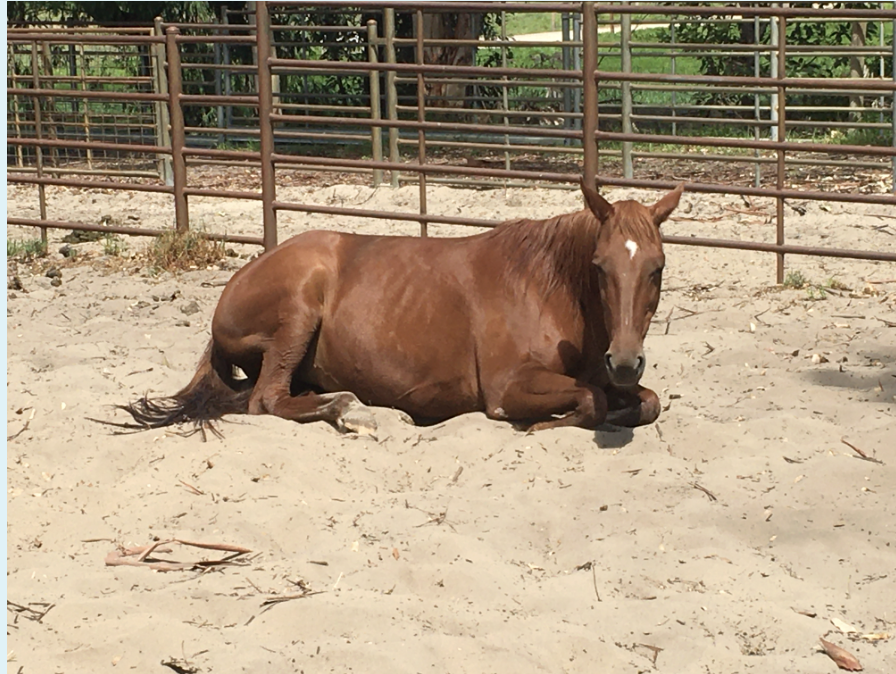 <p>Horse colour</p>