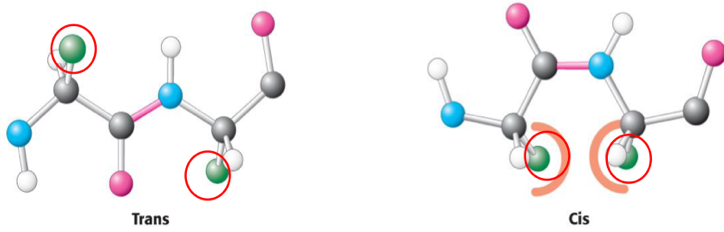 <ul><li><p>Peptide bonds are planar around the CO group of one AA and the NH group of the other. Typical bond length between = 1.32 Å</p></li><li><p>Trans-peptide bonds = alpha C’s on opposite sides</p></li><li><p>Cis-peptide bond = alpha C’s on same side</p></li><li><p>Almost all are Trans- as it avoids steric clashes (atoms become too close to eachother)</p></li></ul><img src="blob:null/acb0d636-280f-4298-9049-aeda799a98cb"><p></p>
