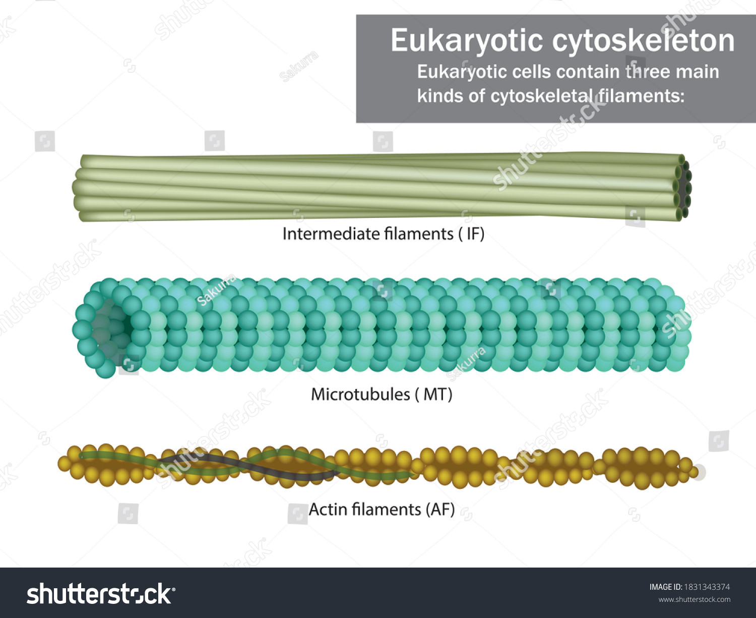 <ul><li><p>fibres wound into thicker cables</p></li><li><p>maintains cell shape</p></li><li><p>anchor nucleus and organelles</p></li><li><p>fibrous proteins e.g. keratin</p></li><li><p>diameter: 8-12 nm</p></li></ul><p></p>