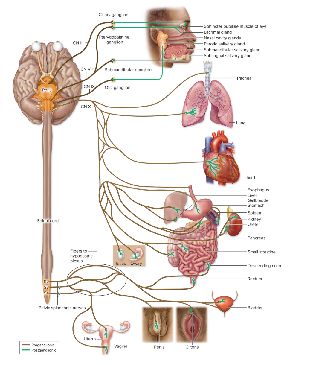 <p>rest and digest</p><ul><li><p>conserving energy and replenishing nutrient stores</p></li></ul><ul><li><p>ganglia are closer to organs</p></li><li><p><strong>long preganglionic </strong>neurons and <strong>short postganglionic</strong> neurons</p></li></ul><p></p>