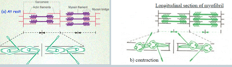<p>myosin pulls and rotates actin</p>