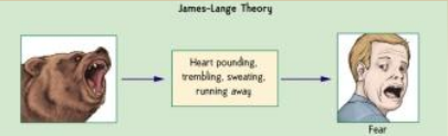 <p>An emotion provoking stimulus a physical response, that then leads to emotion. Emotion follows behavior</p><ul><li><p>“We feel sorry because we cry; angry because we strike; afraid because we tremble.”-William James</p></li></ul><p></p>