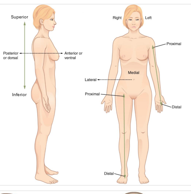 <p>What is anterior and posterior?</p>