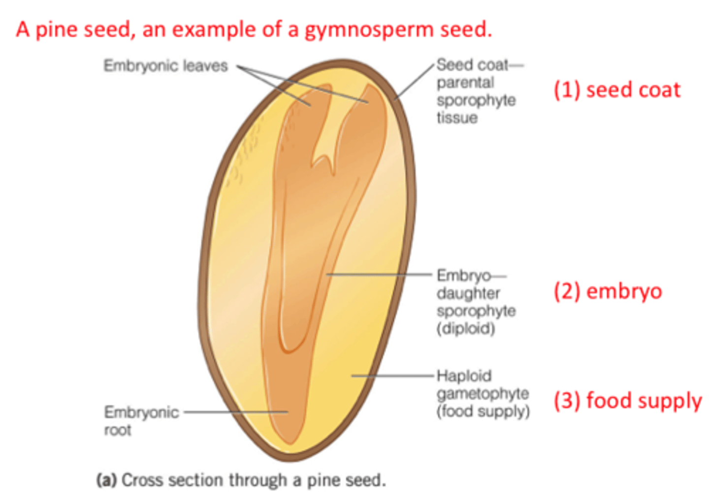 <p>Naked seeds -&gt; Seeds inside fruits</p><p>Cereal Grains (wheat): Endosperm, embryo, seed coat (bran, inner, dry fruit ovule outer wall)</p><p>Refined Foods: lack embryo/bran</p>