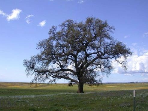 <p>Woody perennial of considerable stature at maturity with one or a few main trunks</p>