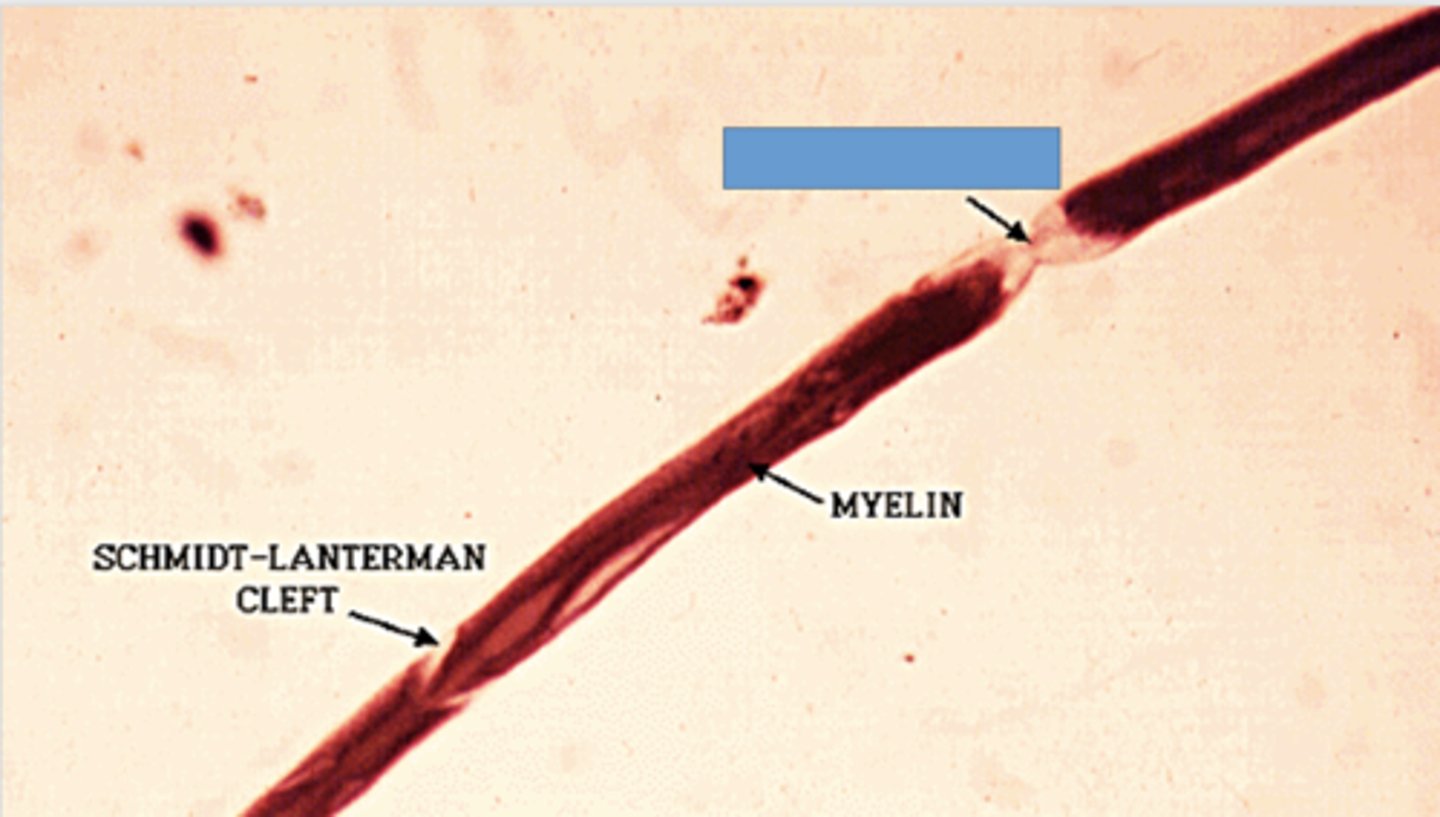 <p>Identify the specific structure</p>