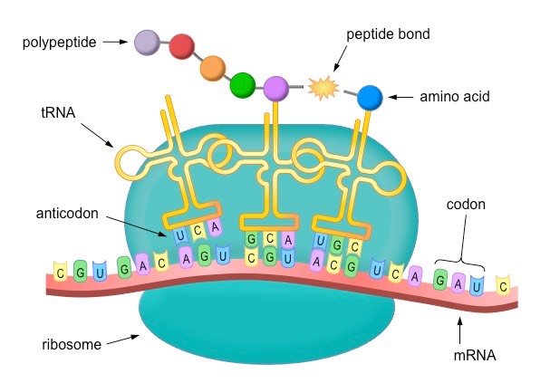 <p>1) Initiation: AUG codon on mRNA allows ribosome subunit to bond to mRNA and translation to start</p><p>2) Elongation: ribosome shifts along mRNA one codon at a time, then a new tRNA comes carrying corresponding amino acid(A site), having the anti codon that matches the codon, it attaches and its amino acid polypeptide bonds to the polypeptide chain (on tRNA on P site) and moves previous tRNA molecule to the next position (E site) and shifts to P site making space for new tRNA molecule</p><p>3) Termination: process repeats many times until polypeptide complete and termination is required to stop, and all components disassemble</p><p></p>