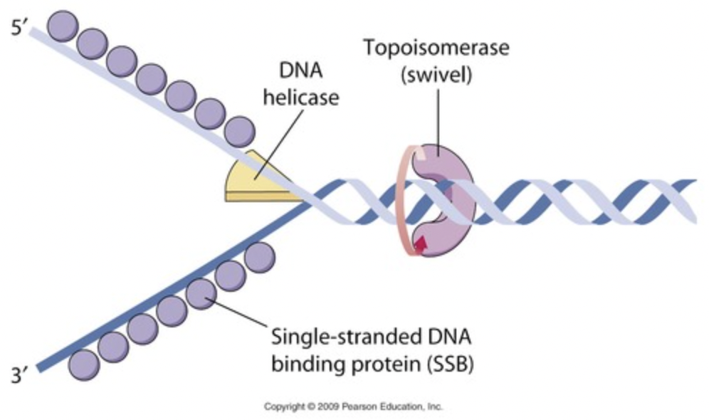 Enzyme that functions in DNA replication, helping to relieve strain in the double helix ahead of the replication fork

\
corrects "overwinding" ahead of replication forks by breaking, swiveling, and rejoining DNA strands