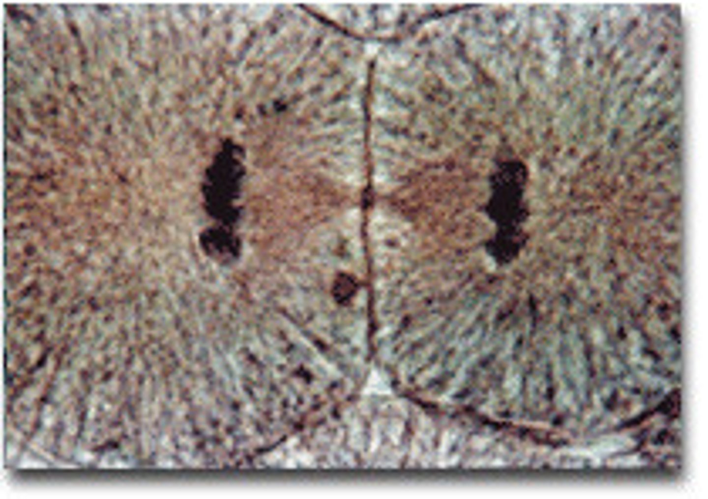 <p>chromosomes stretch out and become tangled chromatin again. nuclear envelope form, and spindle breaks apart</p>