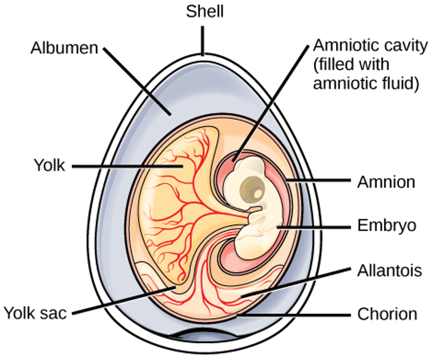 <p>birds, mammals, <br>and reptiles<br><br>(Note: an animal <br>whose embryo <br>develops in an <br>amnion and chorion <br>and has an allantois)</p>