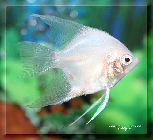 Gills & fins, cold blooded.