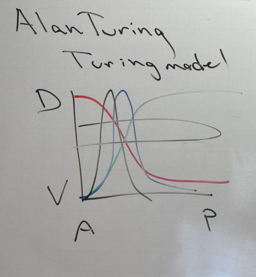 <p>morphogens/TFs can exist in gradients — one is activated at one end, another at the other end (red and green). because we have combinatorial control, we can have TFs that are dependent on particular concentrations of both morphogens (blue). we could also have a TF that depends on the concentrations of red and blue (shown in black). etc etc etc</p><p>the same story can apply across other axes, i.e. P/D, V/D, etc. for each, we would have another set of peaks. thus, we have more and more highly specific location-based gene expression</p>