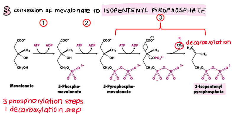<p>mevalonate → isopentenyl pyrophosphate</p><ul><li><p>3 phosphorylation steps (uses <strong>3ATP)</strong></p></li><li><p>1 decarboxylation step</p><p></p></li></ul>