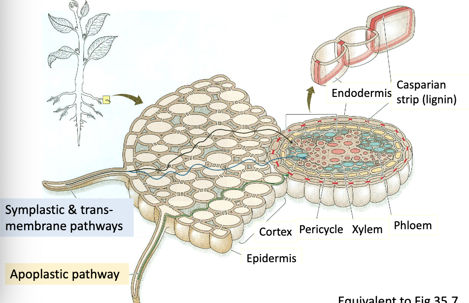 <ol><li><p><strong>apoplastic pathway</strong></p></li><li><p><strong>symplastic pathway</strong></p></li><li><p><strong>transmembrane pathway</strong></p></li></ol><p></p><ul><li><p>ALL move from (high H2O potential) in the soil, —&gt; (low H2O potential) in the vascular tissue</p></li></ul><p></p>
