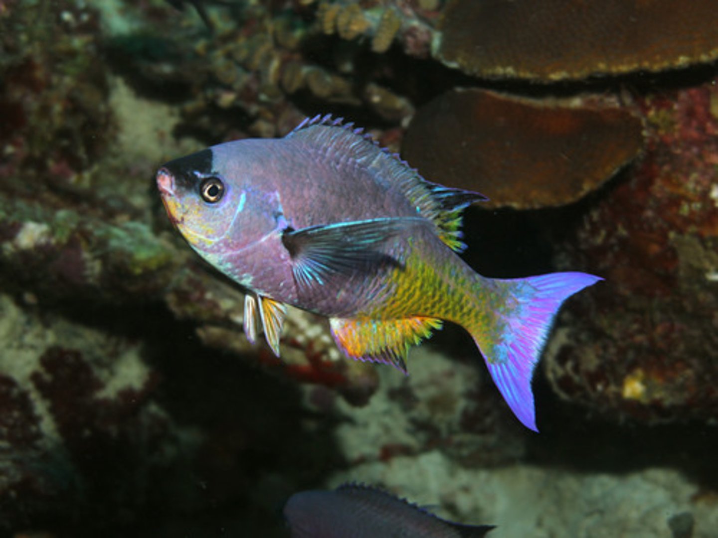 knowt flashcard image