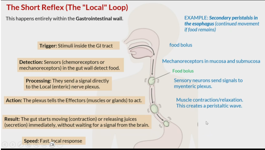 <p>local loop</p>