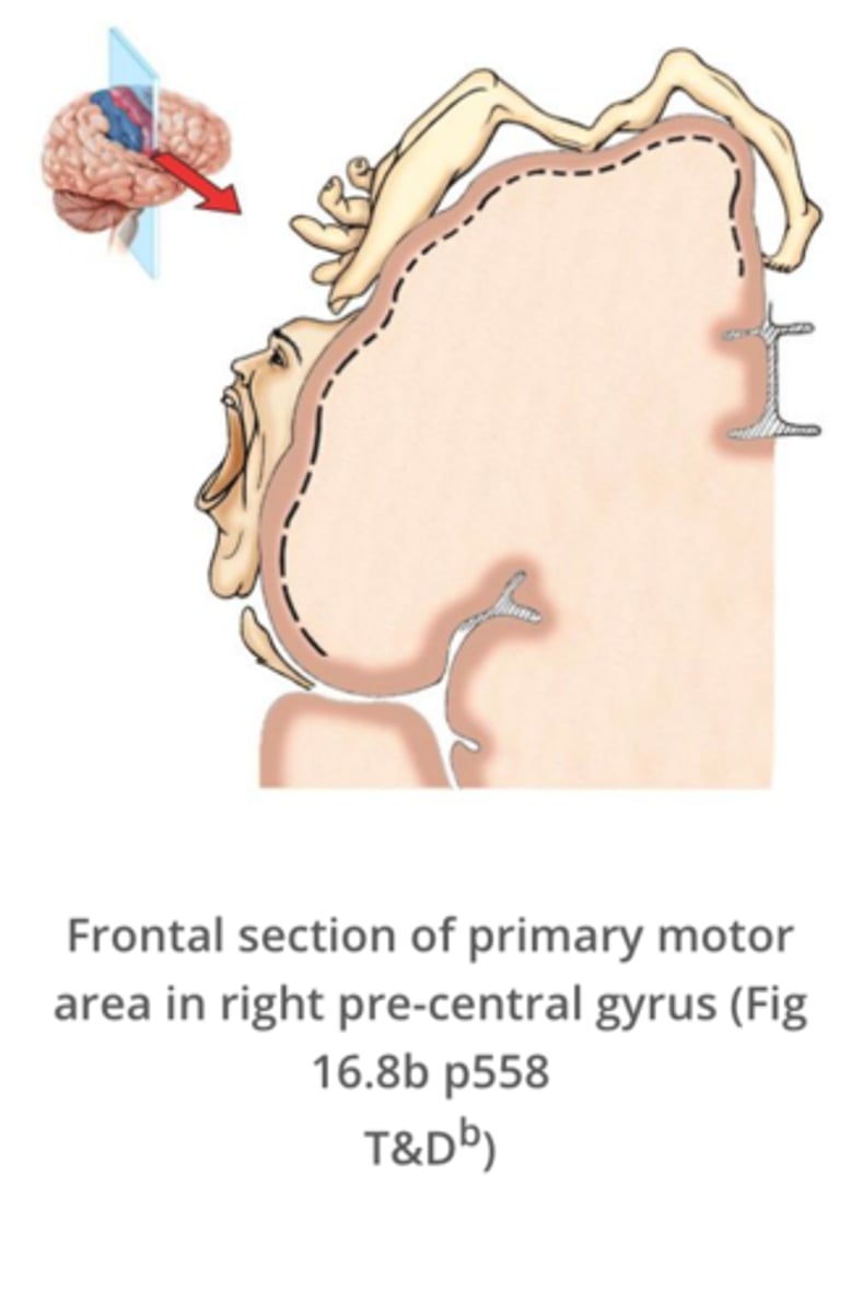 <p>Some areas of the body are specialised for making fine / complicated movements. each of these motor units needs to be innervated by a motor neuron and so there is proportionally more representation on the primary motor cortex</p>