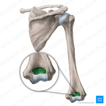 <p>name this bone or bone marking</p>