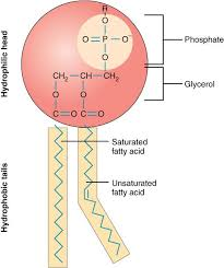 <p>What does this image represent ?</p>